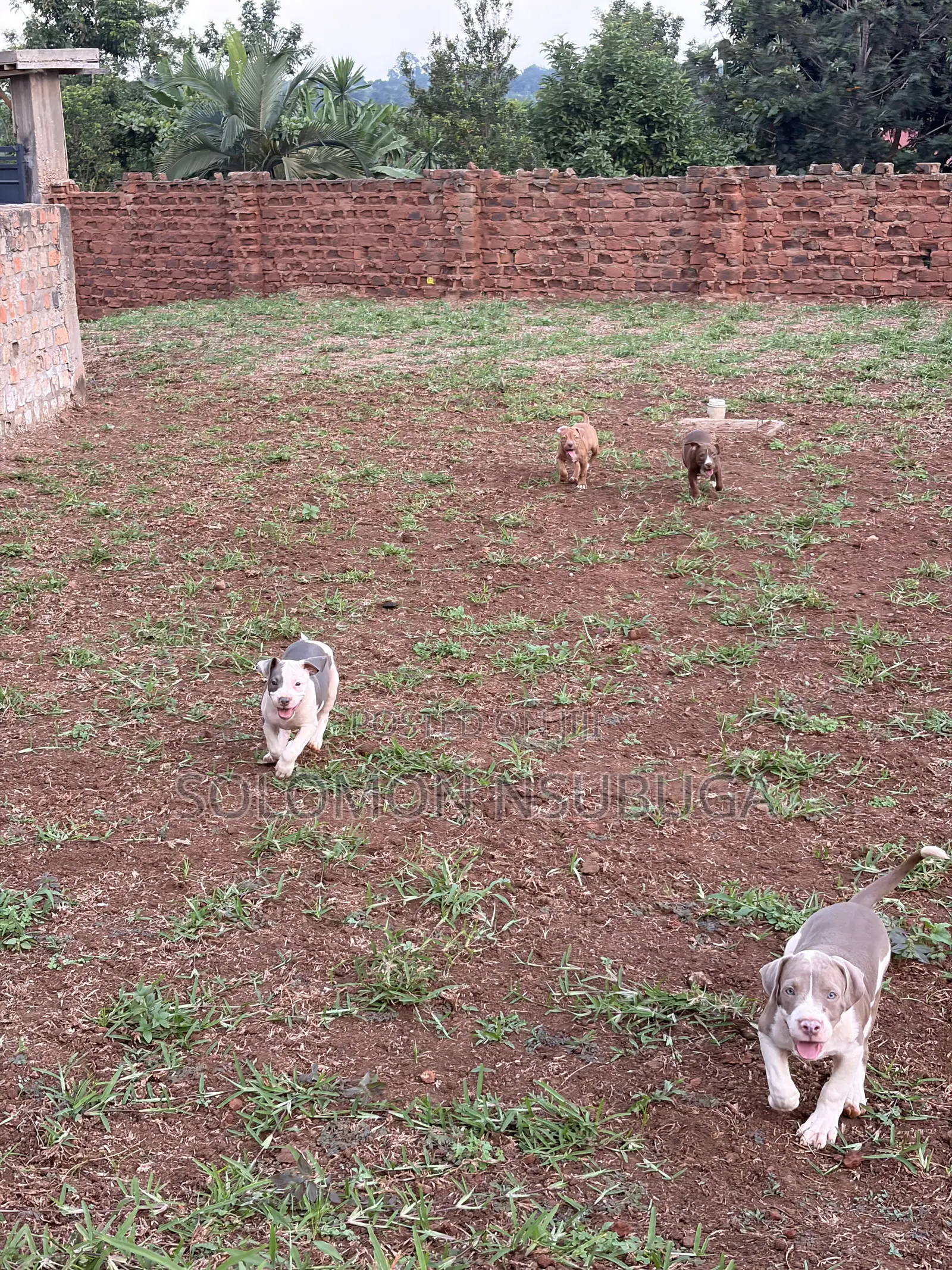 1-3 months Male Purebred American Pit Bull Terrier