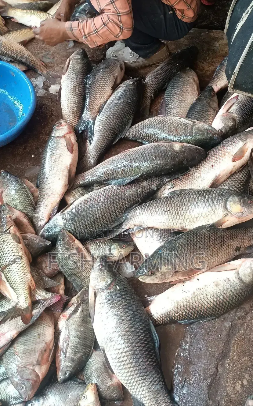 Aquaculture Farming