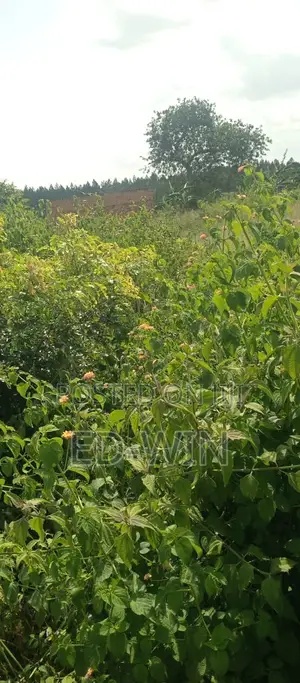 200 Acres Kakinzi