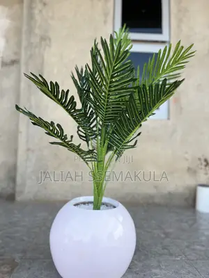 Jali Collections
