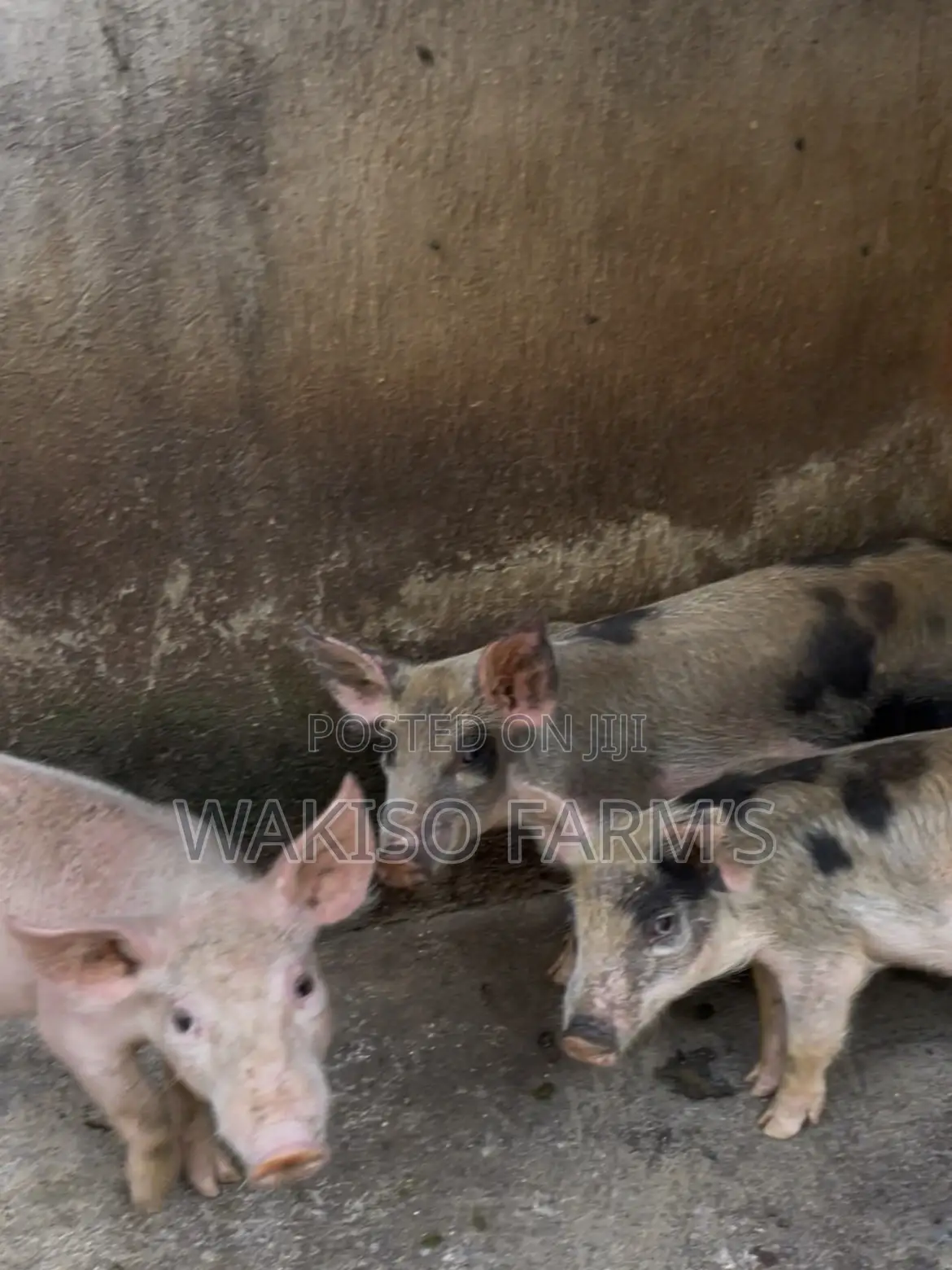 Piggery Farming