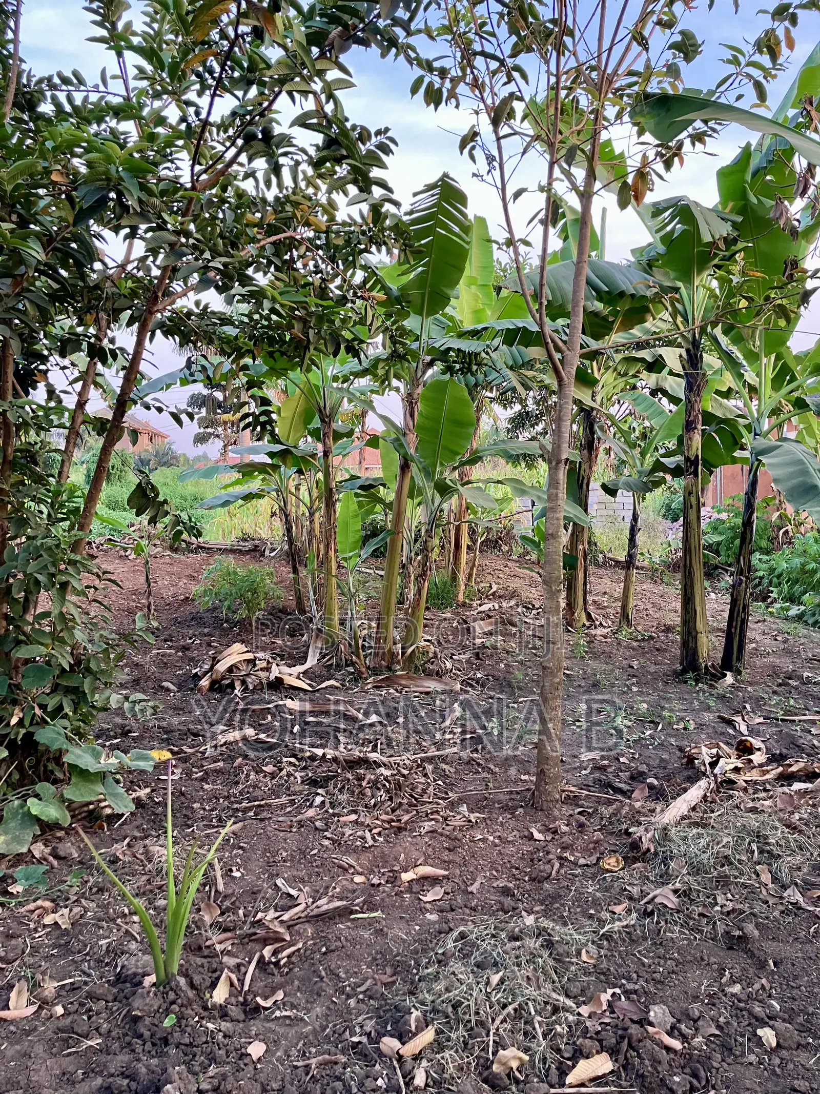 Kira Nsasa 12.8 Decimals Plot 85m (Negotiable)