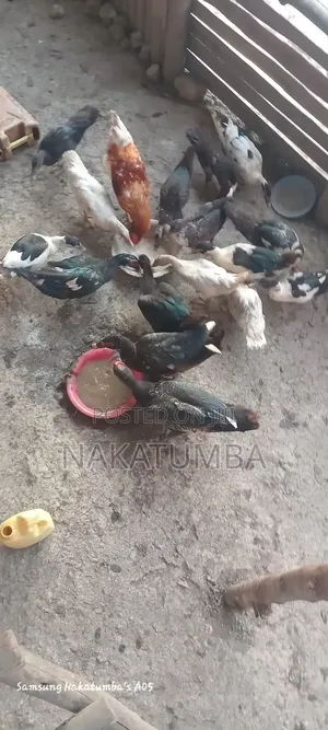 Ducks Locals