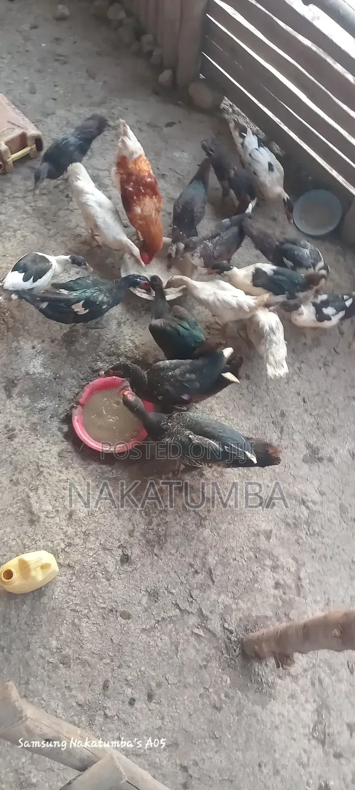 Ducks Locals