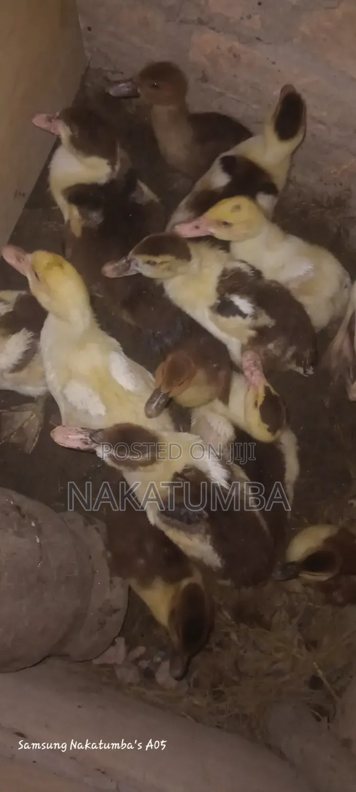 Ducks Locals