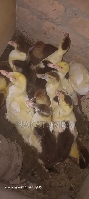 Ducks Locals