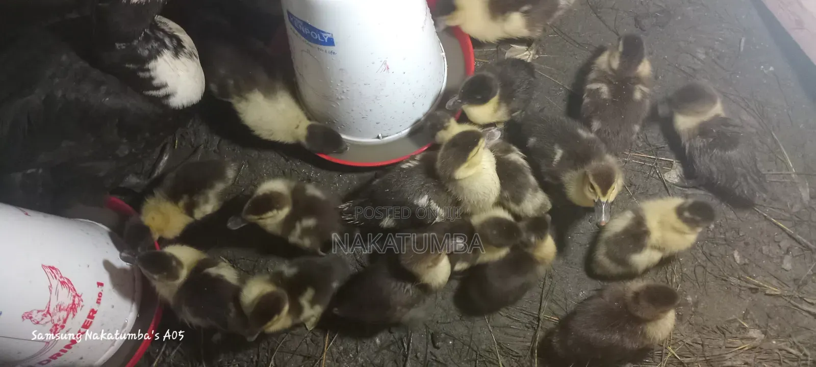 Ducks Locals