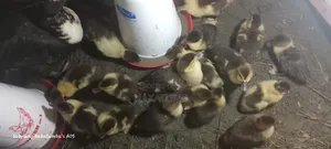 Ducks Locals
