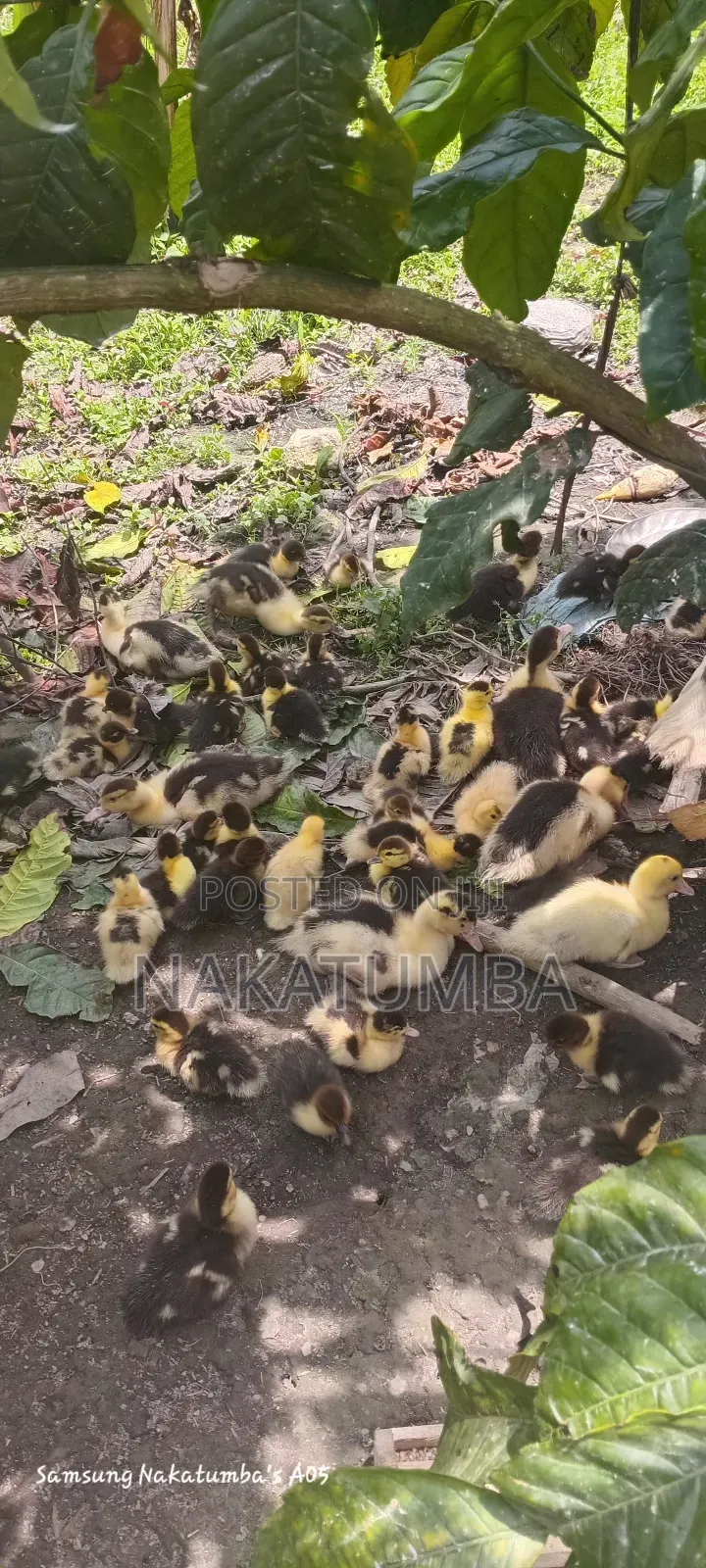 Ducks Locals