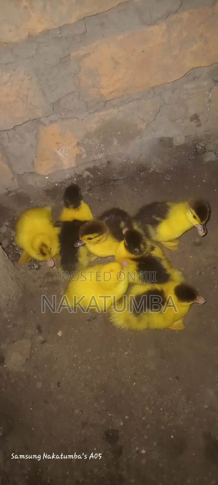 Ducks Locals