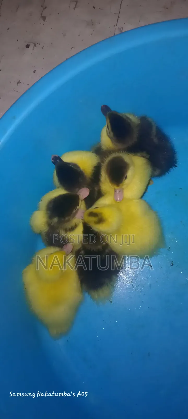 Ducks Locals