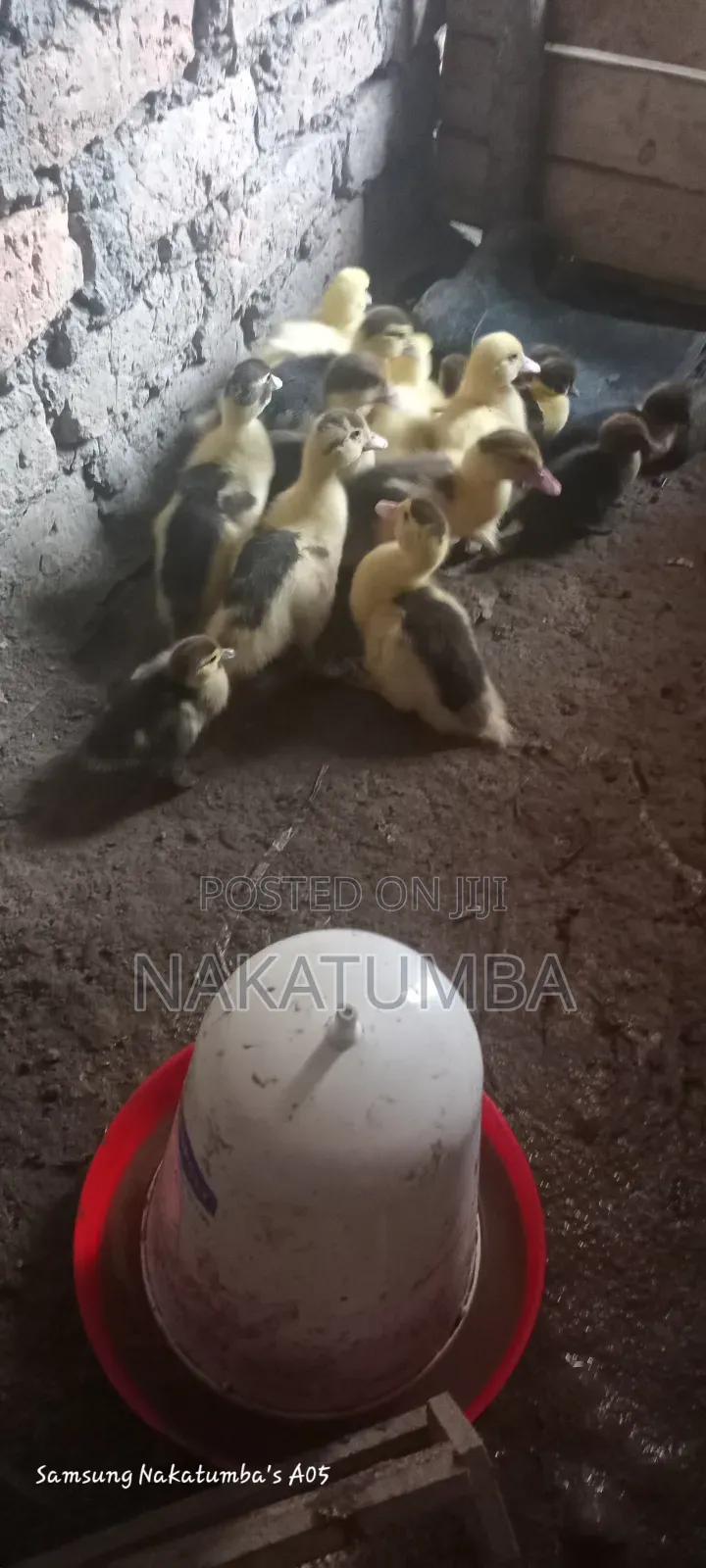Ducks Locals