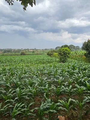 5.14 Acres for Sale Kira/ Kitukutwe/ Nyanja, Private Mailo Land Title.