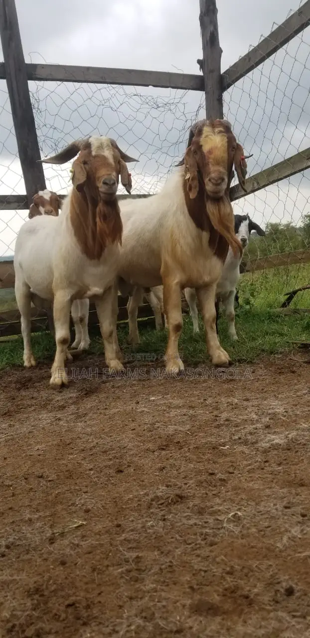 Boer , Kalahari Red and Savannah Goats