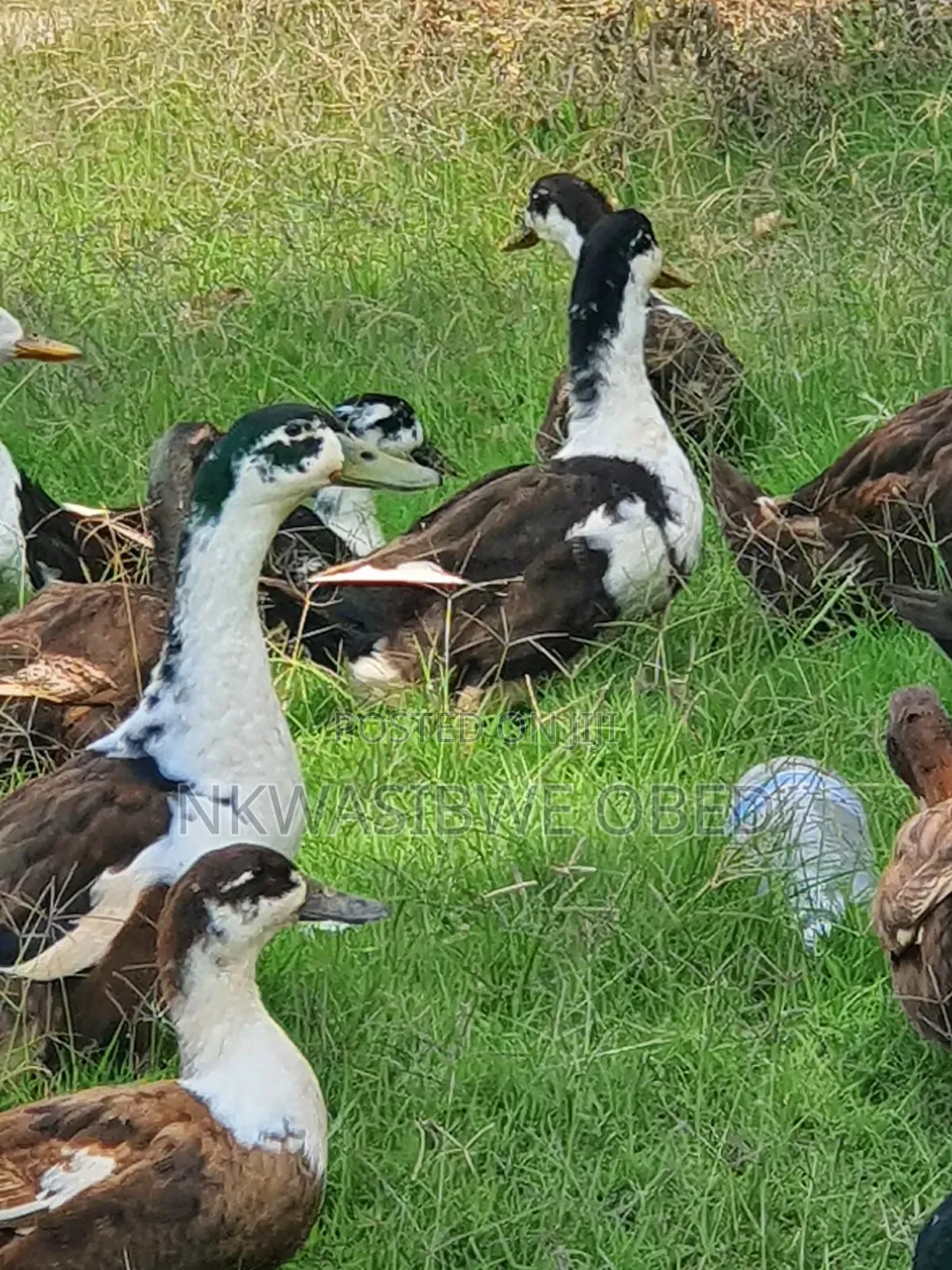 Black and White Magpies
