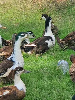 Black and White Magpies