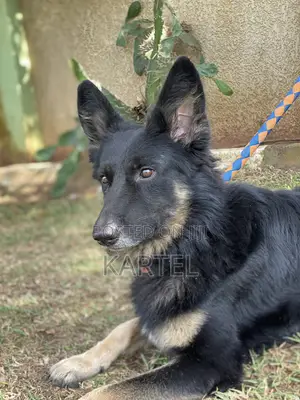 1+ year Male Purebred German Shepherd