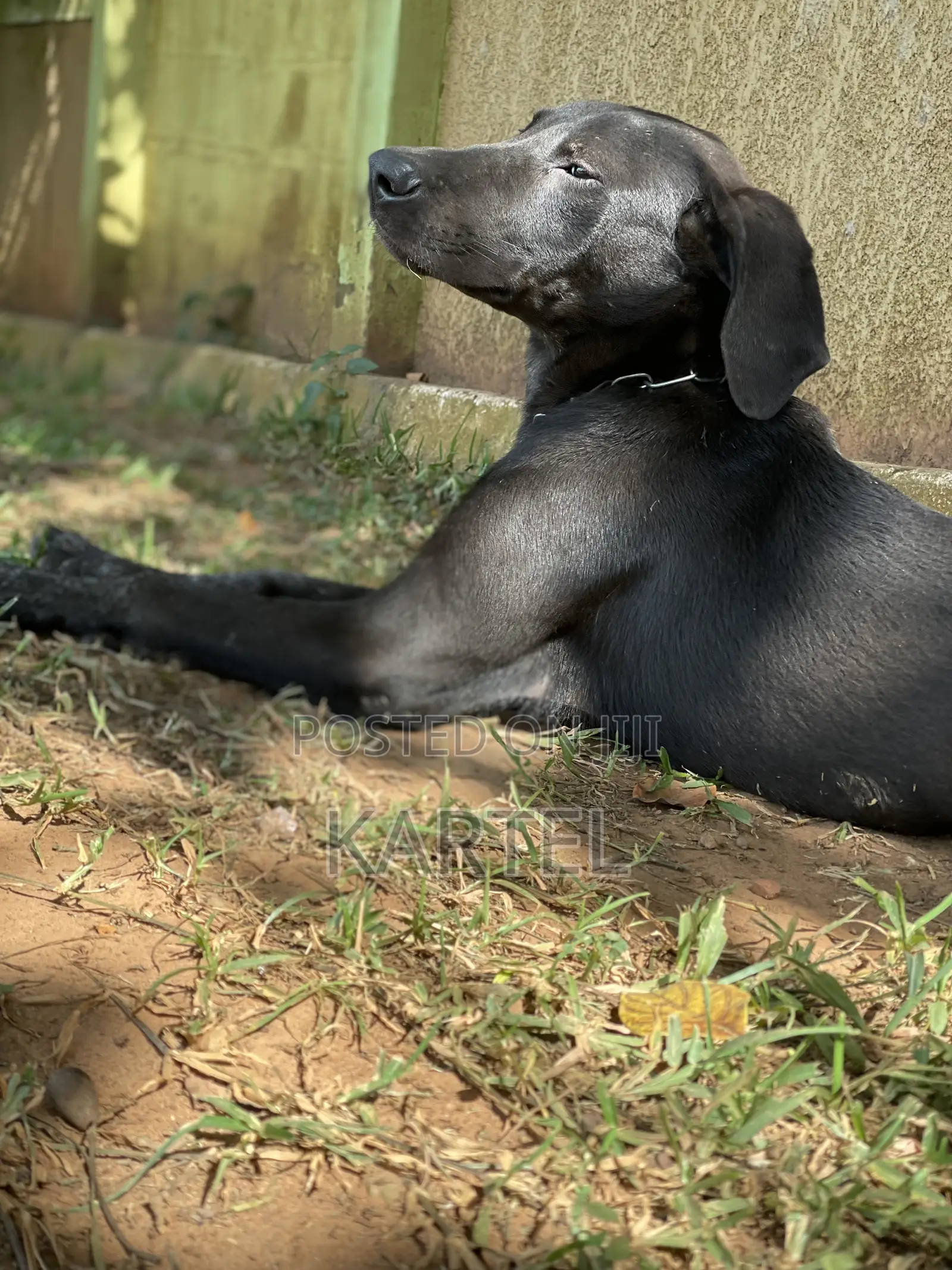 3-6 months Male Mixed Breed Boerboel