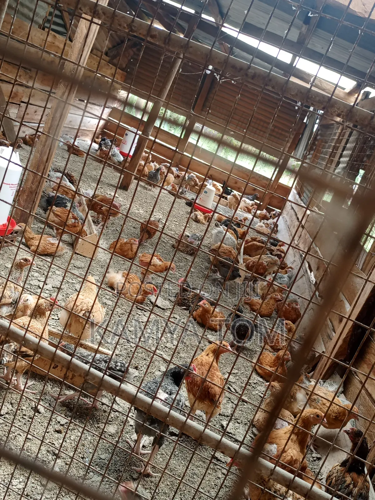 Tomk Poultry Breeders