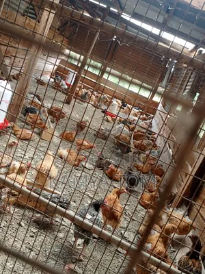 Tomk Poultry Breeders