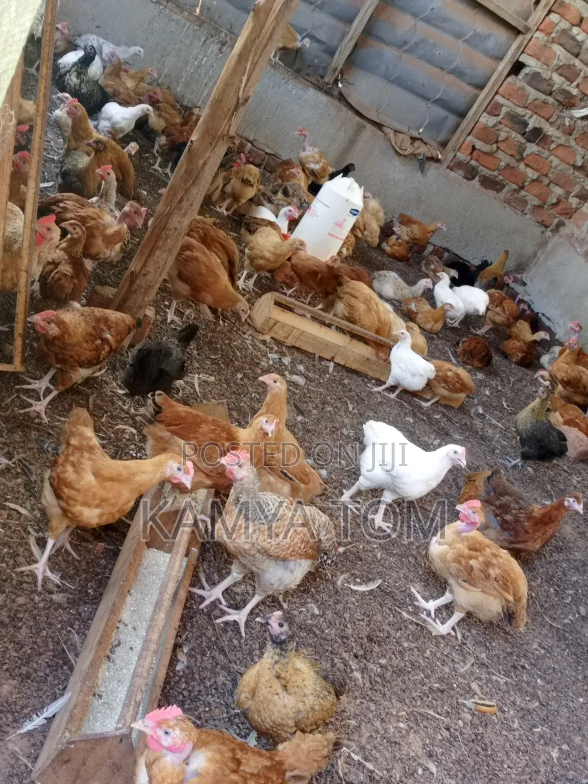 Tomk Poultry Breeders