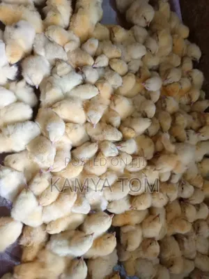 Tomk Poultry Breeders