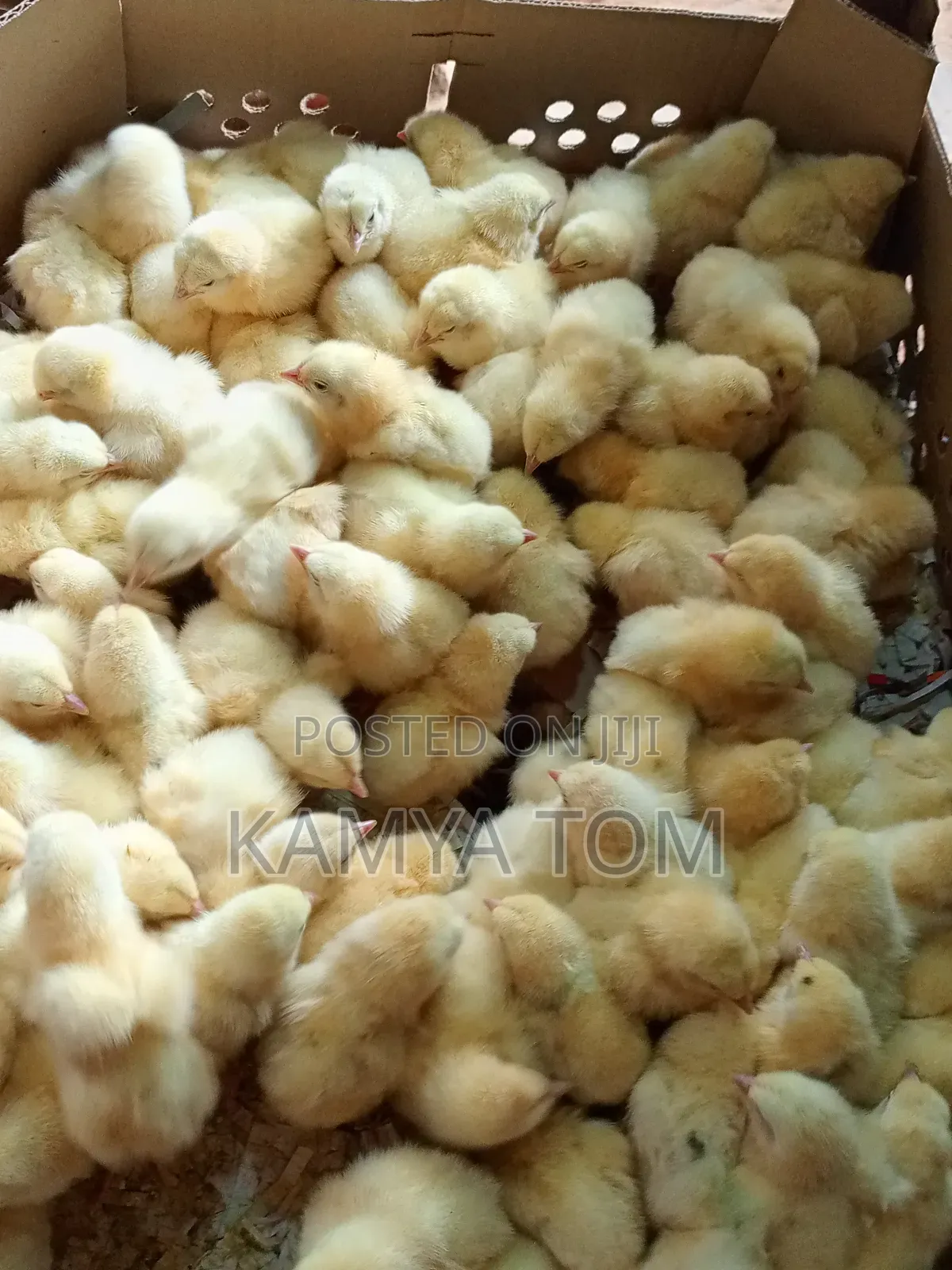 Tomk Poultry Breeders