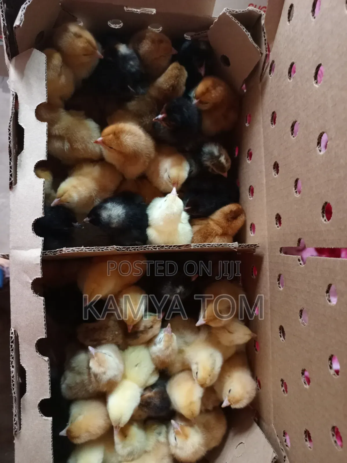 Tomk Poultry Breeders