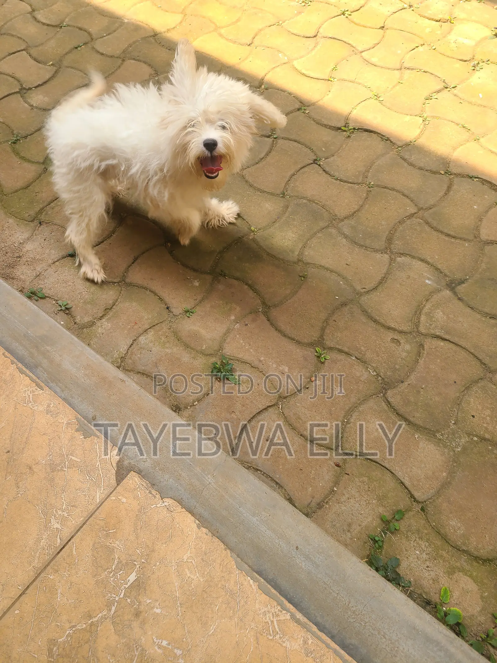 3-6 months Female Purebred Maltese