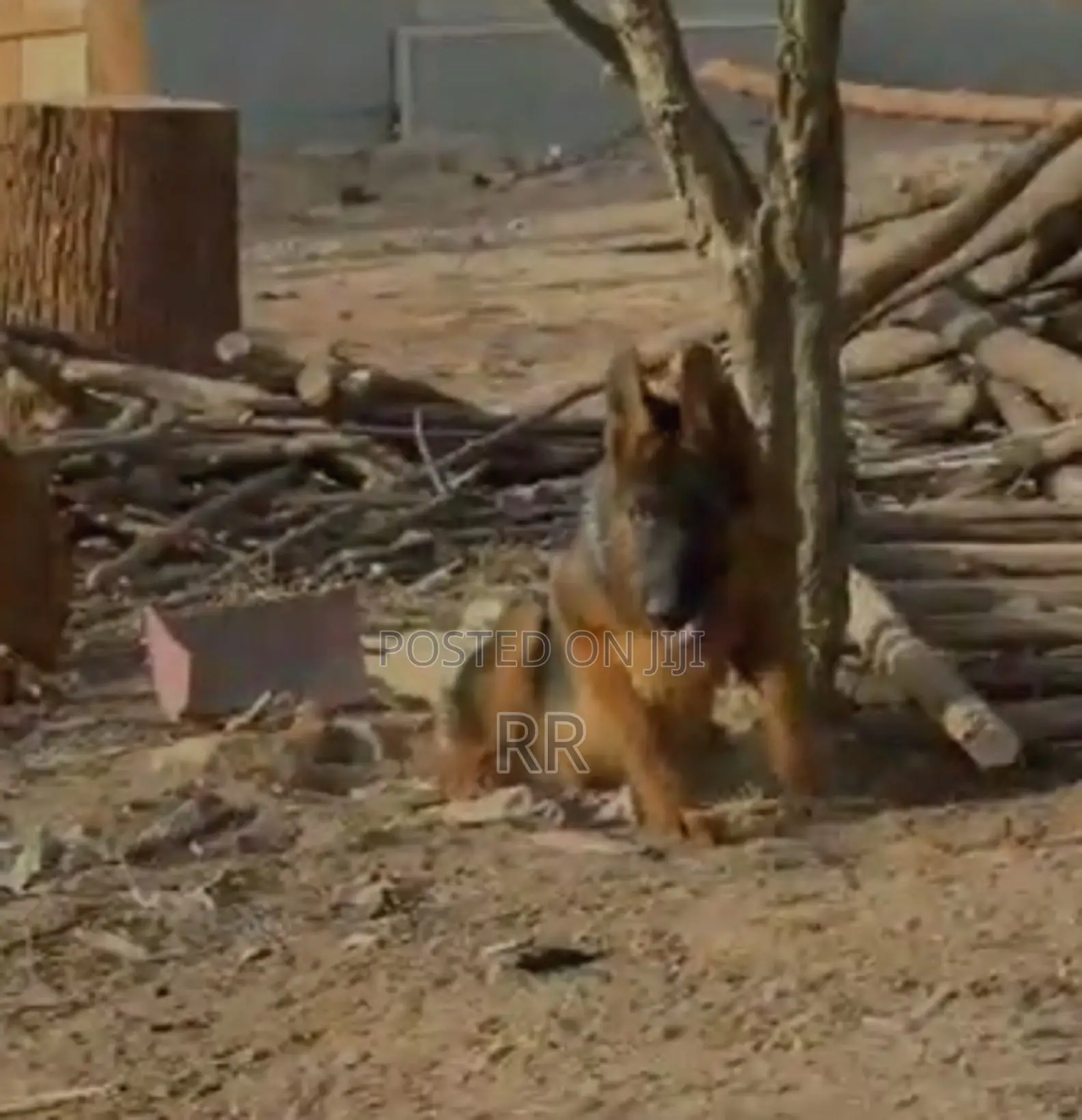 3-6 months Male Purebred German Shepherd