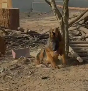3-6 months Male Purebred German Shepherd