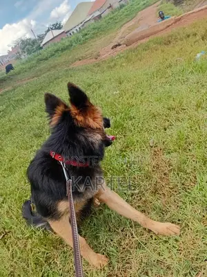 3-6 months Male Purebred German Shepherd