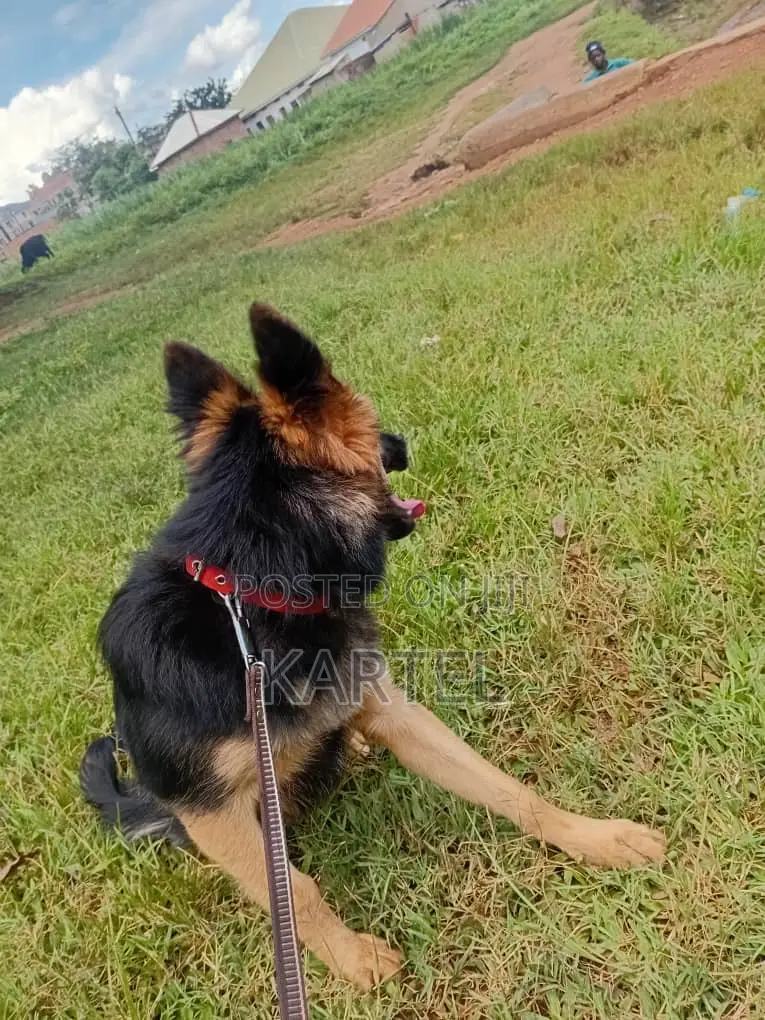 3-6 months Male Purebred German Shepherd