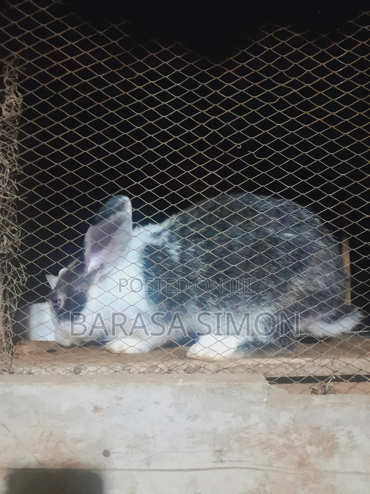 Crossed Rabbits