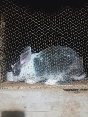 Crossed Rabbits
