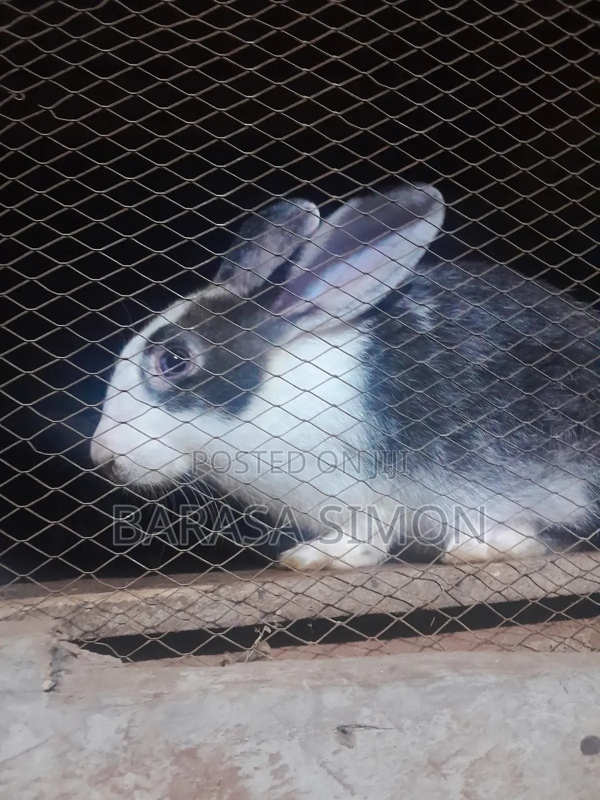 Crossed Rabbits