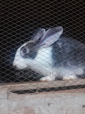Crossed Rabbits