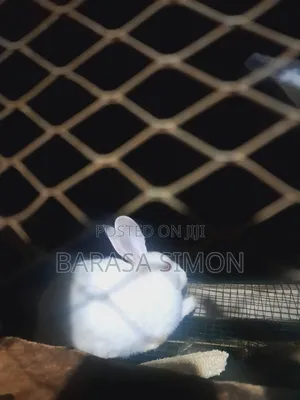 Crossed Rabbits