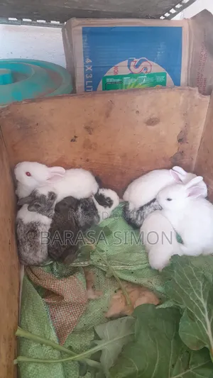 Crossed Rabbits