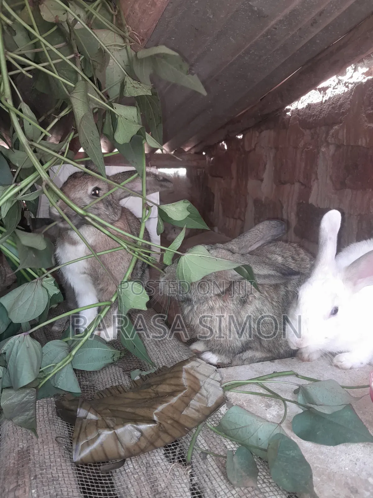 Crossed Rabbits