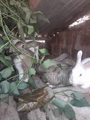 Crossed Rabbits