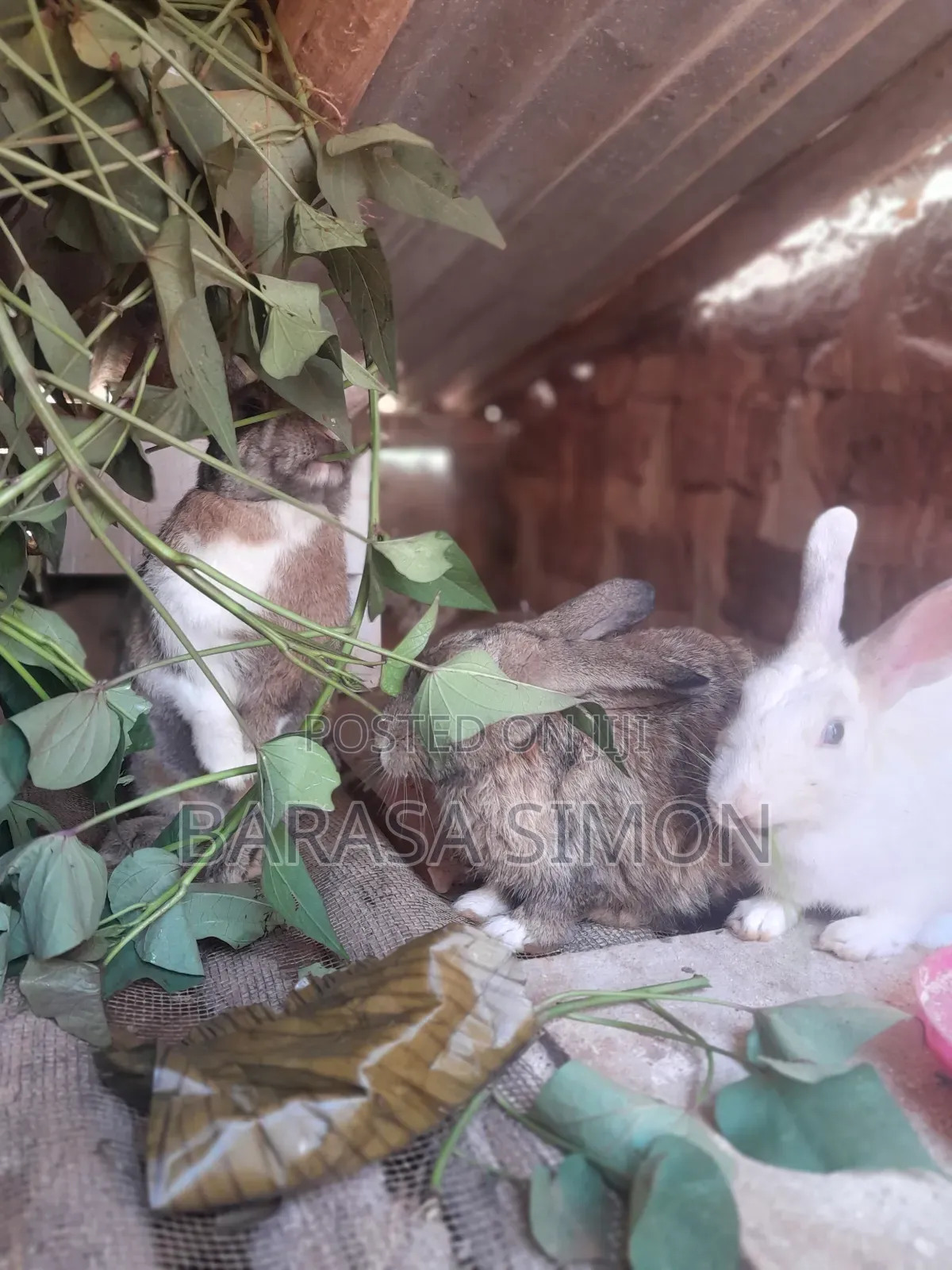 Crossed Rabbits