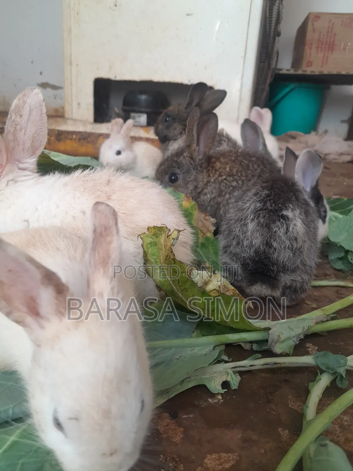 Crossed Rabbits
