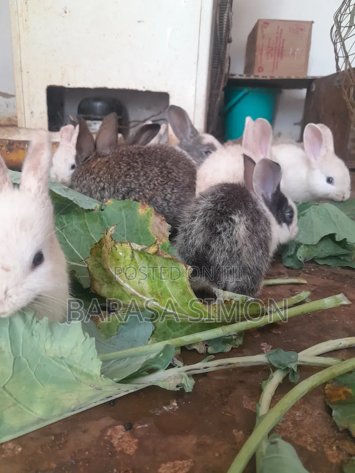 Crossed Rabbits