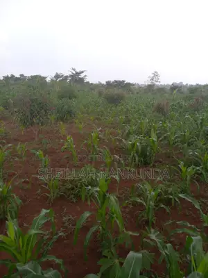 Residential Plots in Namayumba