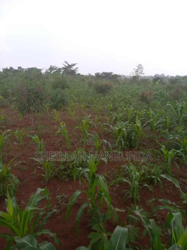 Residential Plots in Namayumba