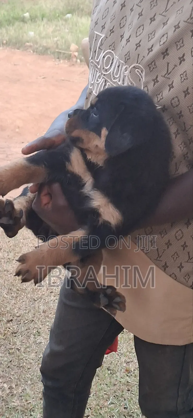 1-3 months Male Purebred Rottweiler