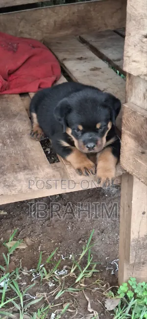 1-3 months Male Purebred Rottweiler