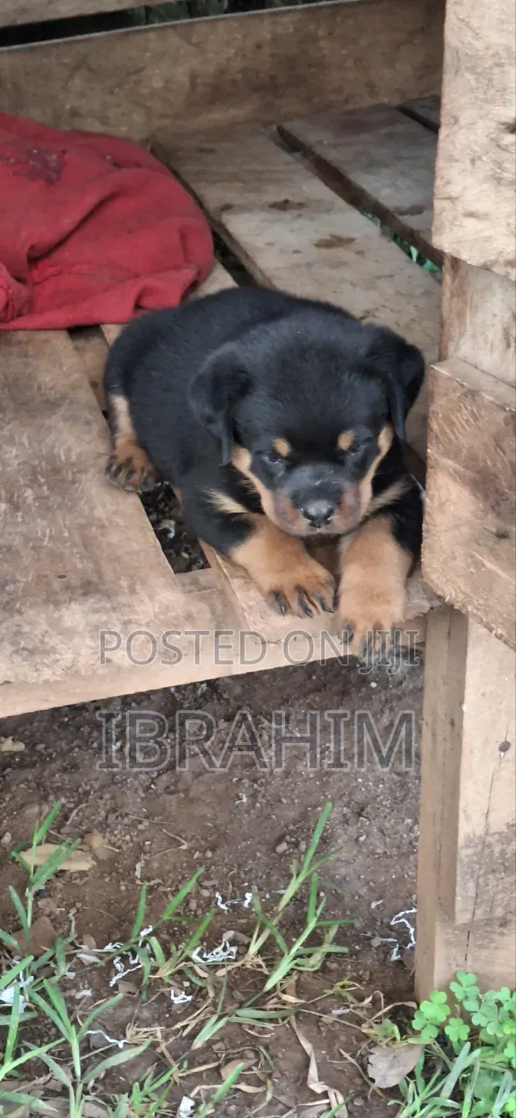 1-3 months Male Purebred Rottweiler