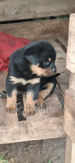 1-3 months Male Purebred Rottweiler
